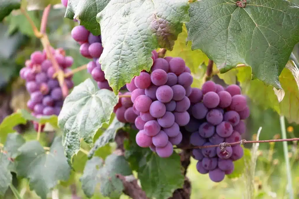 taponadora de vino
