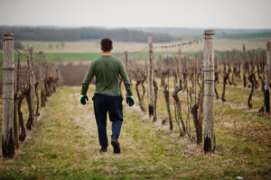 Lee más sobre el artículo ¿Qué problemas se pueden dar a la hora de la elaboración del vino?