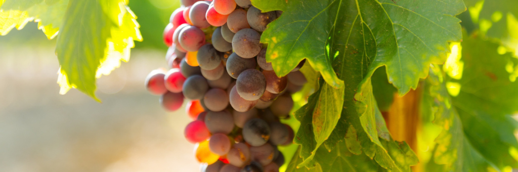 ¿Cuántos litros de vino da cada kg de uva?