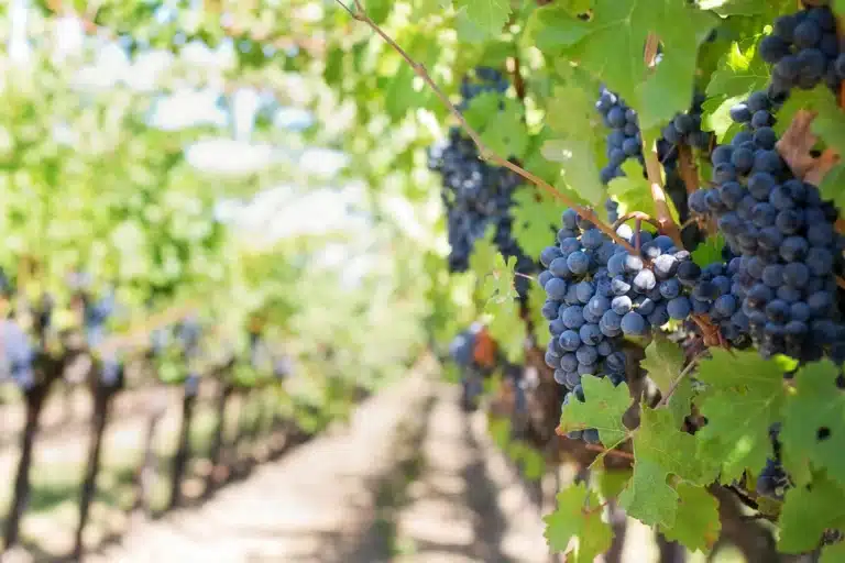 Lee más sobre el artículo Variedad de la uva: base del carácter y estilo de cada vino